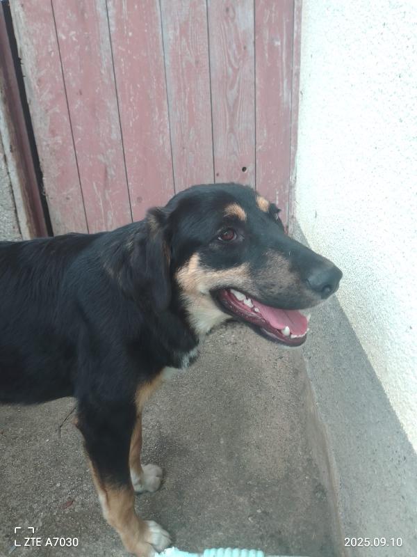 😍ZOE splendida cucciola cerca la sua famiglia 🏠 Foto 4